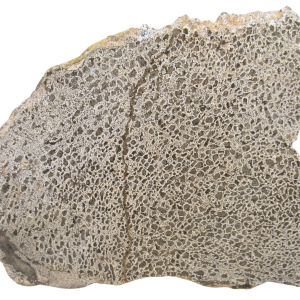 Dinosaur Bone Slab For Sale Genuine Fossil Dinosaur Bone 118