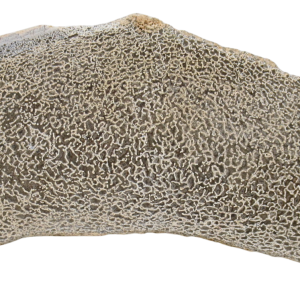 Dinosaur Bone Slab For Sale Genuine Fossil Dinosaur Bone 119