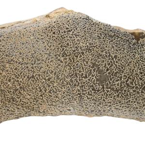 Dinosaur Bone Slab For Sale Genuine Fossil Dinosaur Bone 120