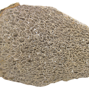 Dinosaur Bone Slab For Sale Genuine Fossil Dinosaur Bone 121