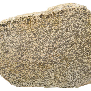 Dinosaur Bone Slab For Sale Genuine Fossil Dinosaur Bone 122