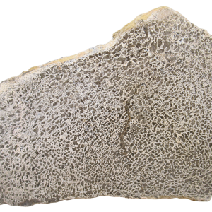 Dinosaur Bone Slab For Sale Genuine Fossil Dinosaur Bone 123