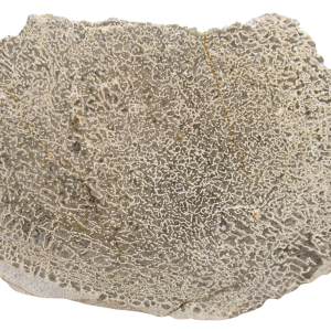 Dinosaur Bone Slab For Sale Genuine Fossil Dinosaur Bone 124