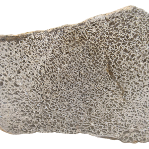 Dinosaur Bone Slab For Sale Genuine Fossil Dinosaur Bone 125