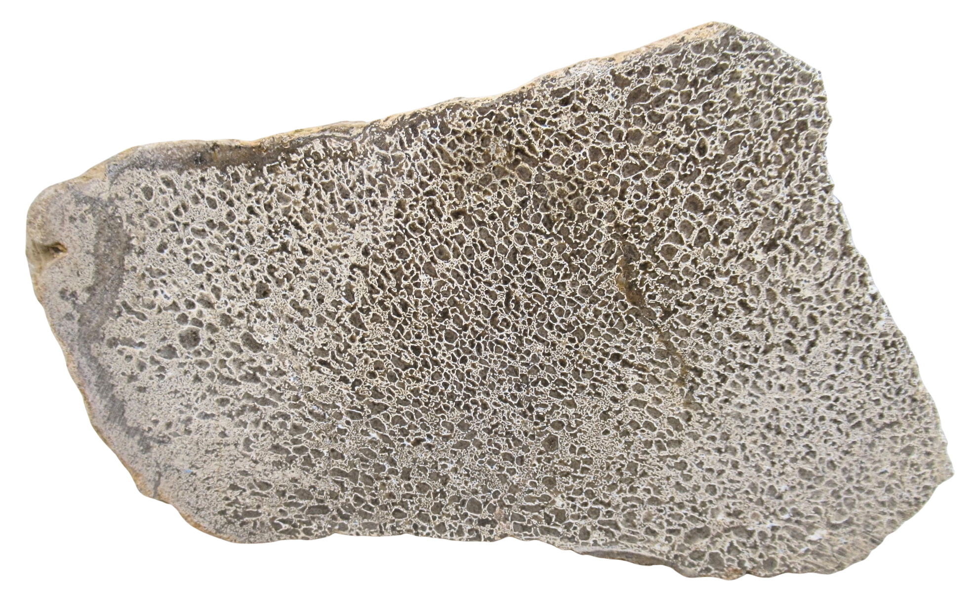 Dinosaur Bone Slab For Sale Genuine Fossil Dinosaur Bone 125 | Fossils for Sale Dinosaur Bone Slab For Sale Genuine Fossil Dinosaur Bone 125