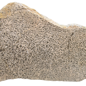 Dinosaur Bone Slab For Sale Genuine Fossil Dinosaur Bone 126