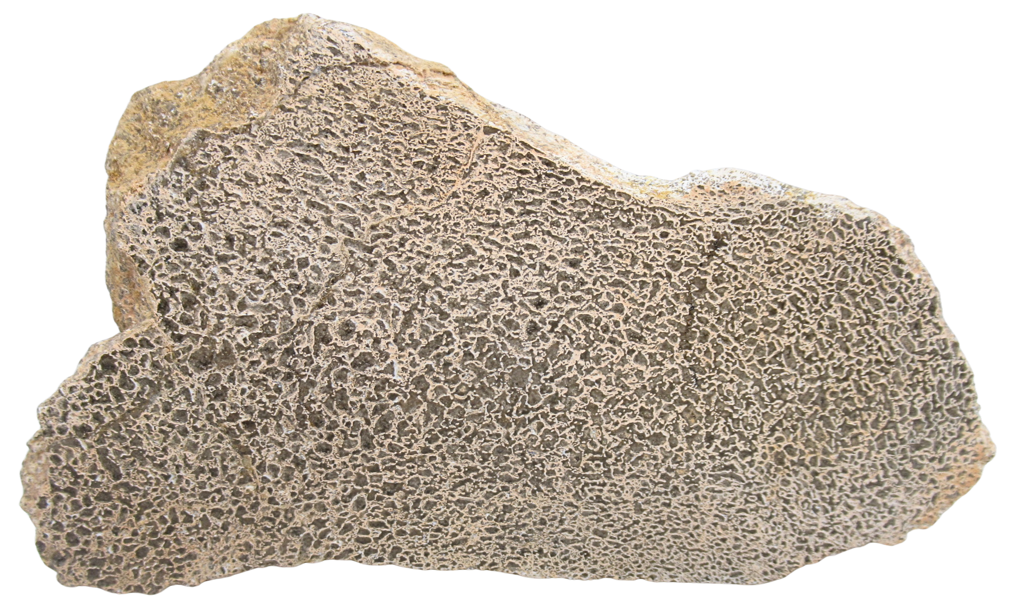 Dinosaur Bone Slab For Sale Genuine Fossil Dinosaur Bone 126 | Fossils for Sale Dinosaur Bone Slab For Sale Genuine Fossil Dinosaur Bone 126