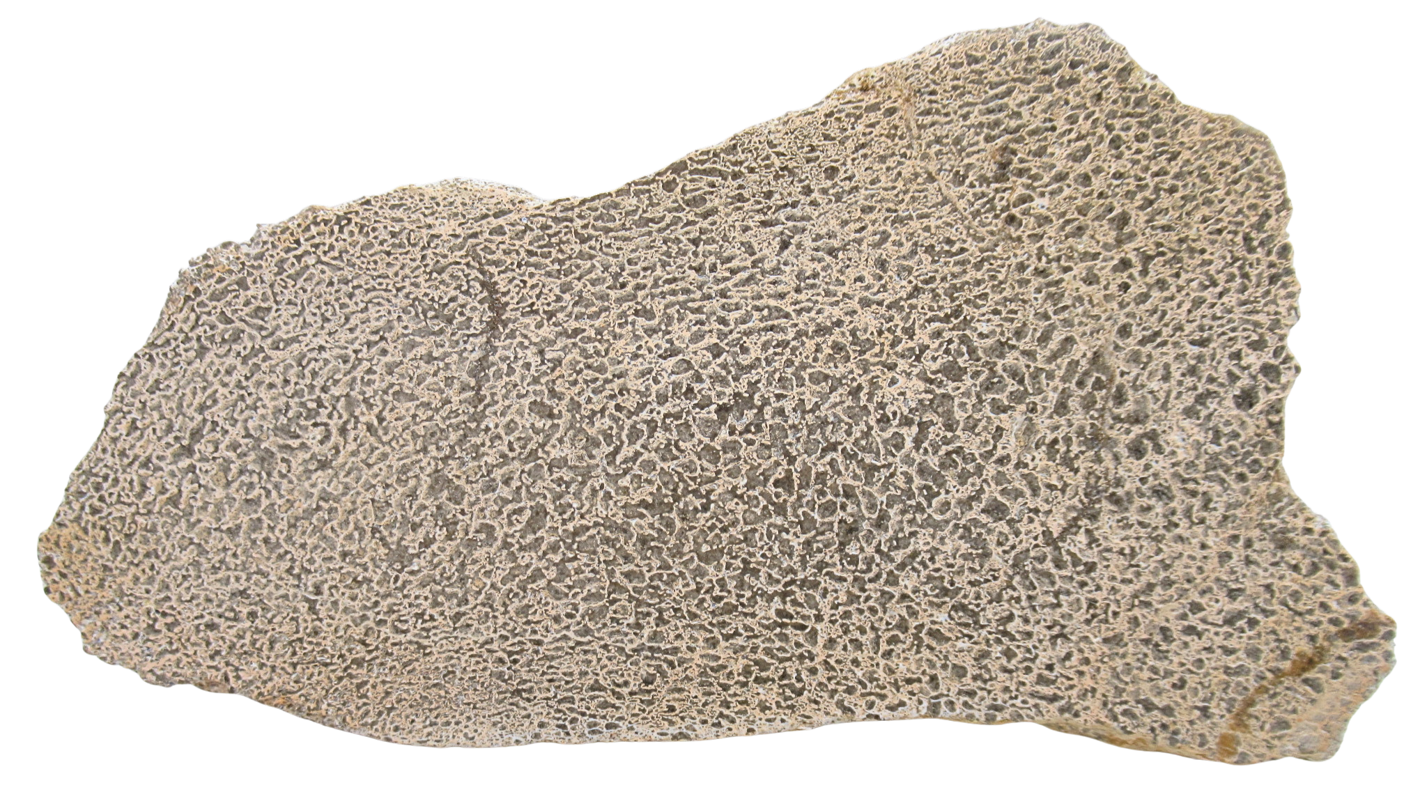 Dinosaur Bone Slab For Sale Genuine Fossil Dinosaur Bone 126a | Fossils for Sale Dinosaur Bone Slab For Sale Genuine Fossil Dinosaur Bone 126a