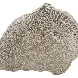 Dinosaur Bone Slab For Sale Genuine Fossil Dinosaur Bone 127