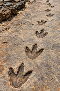 Dinosaur Trackway | Fossils for Sale Dinosaur Trackway Fossils For Sale