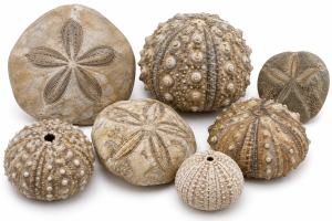 Echinoid Fossils For Sale