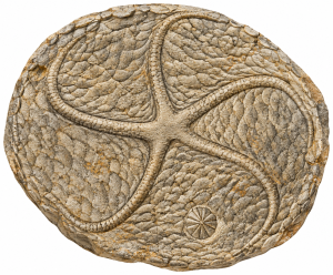 Edrioasteroid Fossils For Sale