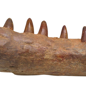 Elosuchus Crocodile Fossil For Sale Genuine Cretaceous Fossils 2 | Fossils for Sale Elosuchus Crocodile Fossil For Sale Genuine Cretaceous Fossils 2