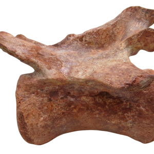 Elosuchus Crocodile Fossil For Sale Genuine Cretaceous Fossils 3 | Fossils for Sale Elosuchus Crocodile Fossil For Sale Genuine Cretaceous Fossils 3