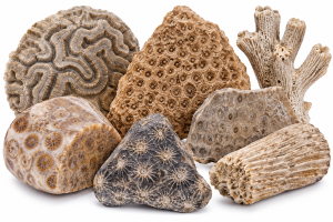 Fossil Coral | Fossils for Sale coral fossils for sale