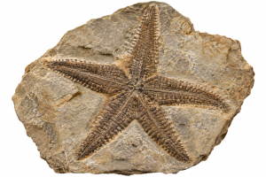 Fossil Starfish | Fossils for Sale Starfish Fossils For Sale