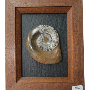 Goniatite Morocco Fossils For Sale | Genuine Moroccan Fossils (Large Frame12)