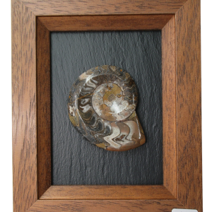 Goniatite Morocco Fossils For Sale | Genuine Moroccan Fossils (Large Frame 13)