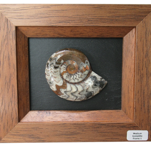 Goniatite Morocco Fossils For Sale Genuine Moroccan Fossils Medium Frame 1