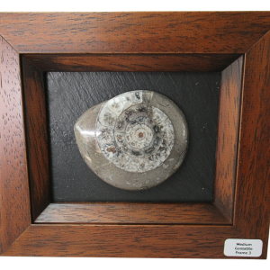 Goniatite Morocco Fossils For Sale Genuine Moroccan Fossils Medium Frame 3