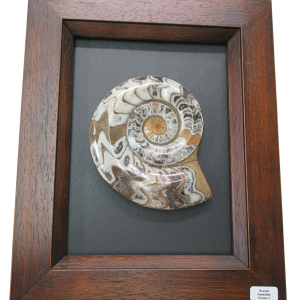 Goniatite Morocco Fossils For Sale Genuine Moroccan Fossils XLarge Frame 1
