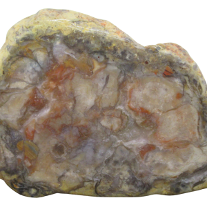Jurassic Dinosaur Coprolite For Sale Genuine Fossil Dino Poop 121 | Fossils for Sale Jurassic Dinosaur Coprolite For Sale Genuine Fossil Dino Poop 121