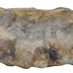 Jurassic Dinosaur Coprolite For Sale Genuine Fossil Dino Poop 123 | Fossils for Sale Jurassic Dinosaur Coprolite For Sale Genuine Fossil Dino Poop 123