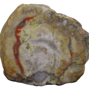 Jurassic Dinosaur Coprolite For Sale Genuine Fossil Dino Poop 125 | Fossils for Sale Jurassic Dinosaur Coprolite For Sale Genuine Fossil Dino Poop 125