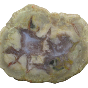 Jurassic Dinosaur Coprolite For Sale Genuine Fossil Dino Poop 126 | Fossils for Sale Jurassic Dinosaur Coprolite For Sale Genuine Fossil Dino Poop 126