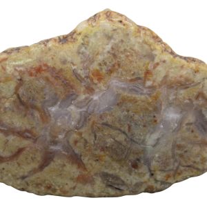 Jurassic Dinosaur Coprolite For Sale Genuine Fossil Dino Poop 128 | Fossils for Sale Jurassic Dinosaur Coprolite For Sale Genuine Fossil Dino Poop 128