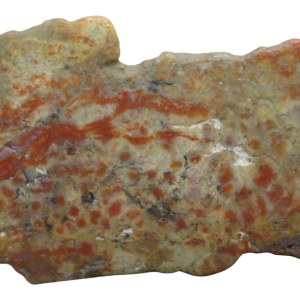 Jurassic Dinosaur Coprolite For Sale Genuine Fossil Dino Poop 129 | Fossils for Sale Jurassic Dinosaur Coprolite For Sale Genuine Fossil Dino Poop 129