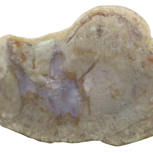 Jurassic Dinosaur Coprolite For Sale Genuine Fossil Dino Poop 134 | Fossils for Sale Jurassic Dinosaur Coprolite For Sale Genuine Fossil Dino Poop 134