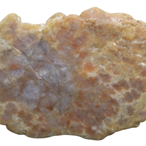 Jurassic Dinosaur Coprolite For Sale Genuine Fossil Dino Poop 135 | Fossils for Sale Jurassic Dinosaur Coprolite For Sale Genuine Fossil Dino Poop 135