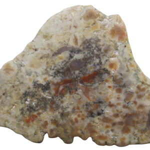 Jurassic Dinosaur Coprolite For Sale Genuine Fossil Dino Poop 137 | Fossils for Sale Jurassic Dinosaur Coprolite For Sale Genuine Fossil Dino Poop 137