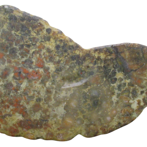 Jurassic Dinosaur Coprolite For Sale Genuine Fossil Dino Poop 138 | Fossils for Sale Jurassic Dinosaur Coprolite For Sale Genuine Fossil Dino Poop 138