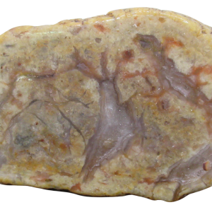 Jurassic Dinosaur Coprolite For Sale Genuine Fossil Dino Poop 139 | Fossils for Sale Jurassic Dinosaur Coprolite For Sale Genuine Fossil Dino Poop 139