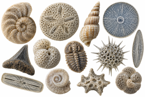 Microfossils | Fossils for Sale Microfossils Fossils For Sale