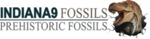 Fossils For Sale