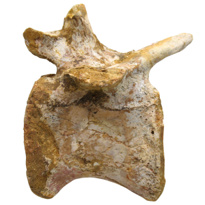 Sigilmassasaurus Spinosaurid Dinosaur Bone Fossil For Sale 12 | Fossils for Sale Sigilmassasaurus Spinosaurid Dinosaur Bone Fossil For Sale 12