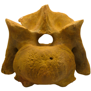 Sigilmassasaurus Spinosaurid Dinosaur Bone Fossil For Sale 13 | Fossils for Sale Sigilmassasaurus Spinosaurid Dinosaur Bone Fossil For Sale 13