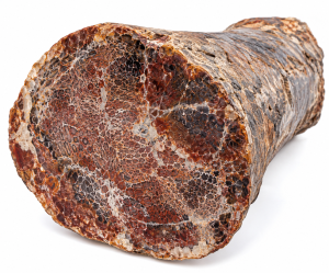 Cut Dinosaur Bone