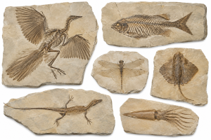 Solnhofen Fossils | Fossils for Sale Solnhofen Fossils For Sale