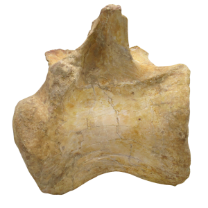 Spinosaurus Dinosaur Bone Fossil for Sale Genuine Fossils 8 | Fossils for Sale Spinosaurus Dinosaur Bone Fossil for Sale Genuine Fossils 8