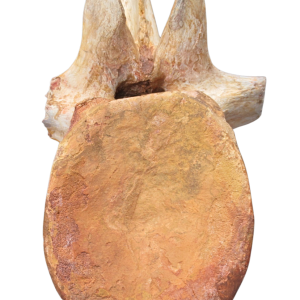 Spinosaurus Dinosaur Bone Fossil for Sale Genuine Fossils 9 | Fossils for Sale Spinosaurus Dinosaur Bone Fossil for Sale Genuine Fossils 9