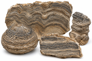 Stromatolite Fossils For Sale