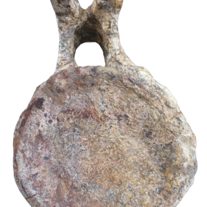 Titanosaur Dinosaur Fossil For Sale Genuine Fossils 1 | Fossils for Sale Titanosaur Dinosaur Fossil For Sale Genuine Fossils 1