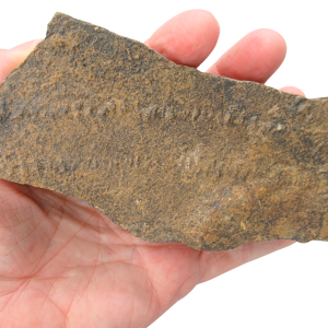 Trilobite Track Fossils For Sale Genuine Trilobite Trace Fossils 50A