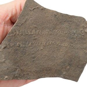 Trilobite Track Fossils For Sale Genuine Trilobite Trace Fossils 51a