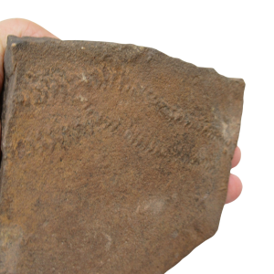 Trilobite Track Fossils For Sale Genuine Trilobite Trace Fossils 52a