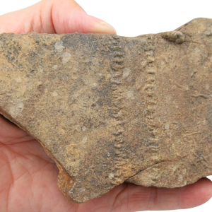 Trilobite Track Fossils For Sale Genuine Trilobite Trace Fossils 53